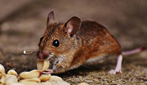 24 Hour & Emergency Exterminators in Robeson, PA